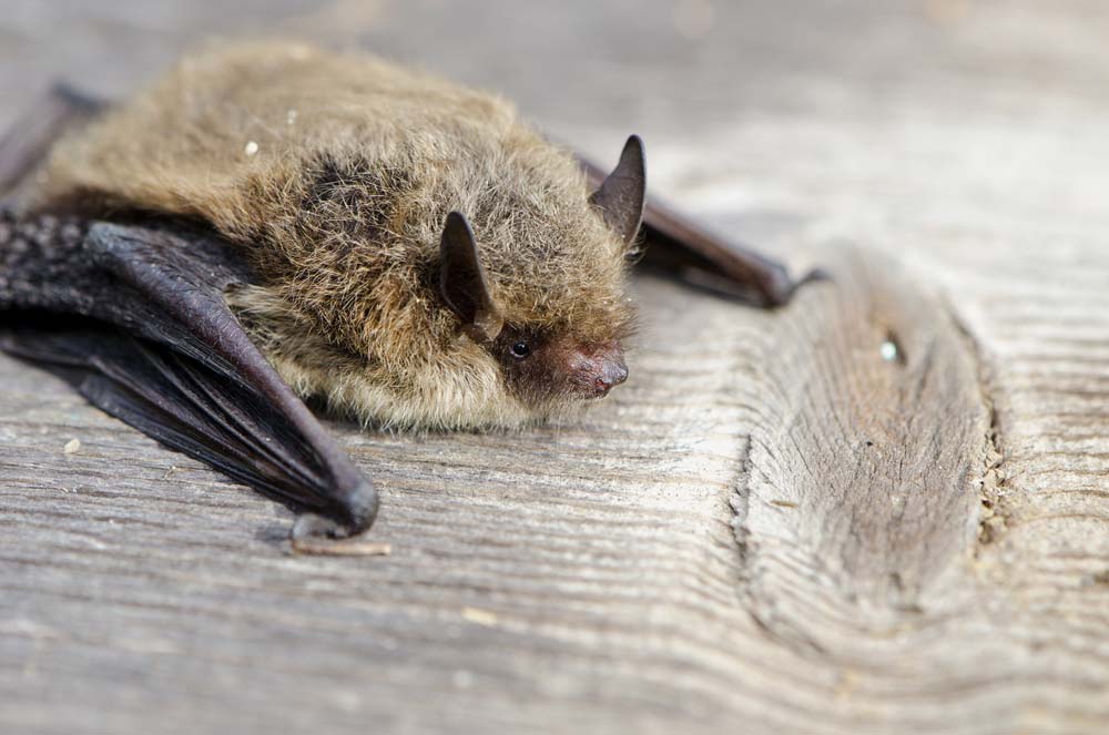 Bat surveys and wildlife surveys carried out in and around Greater Glasgow