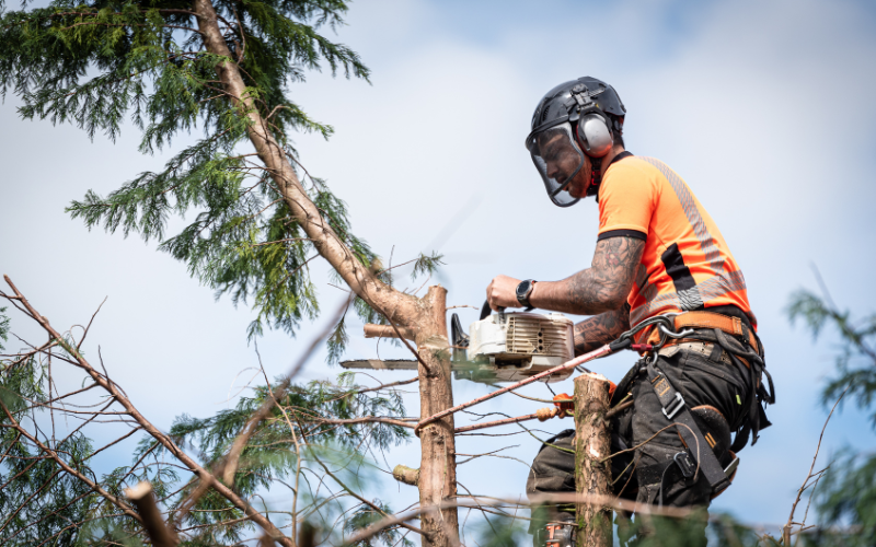 Tree Surgeons in Glasgow West End