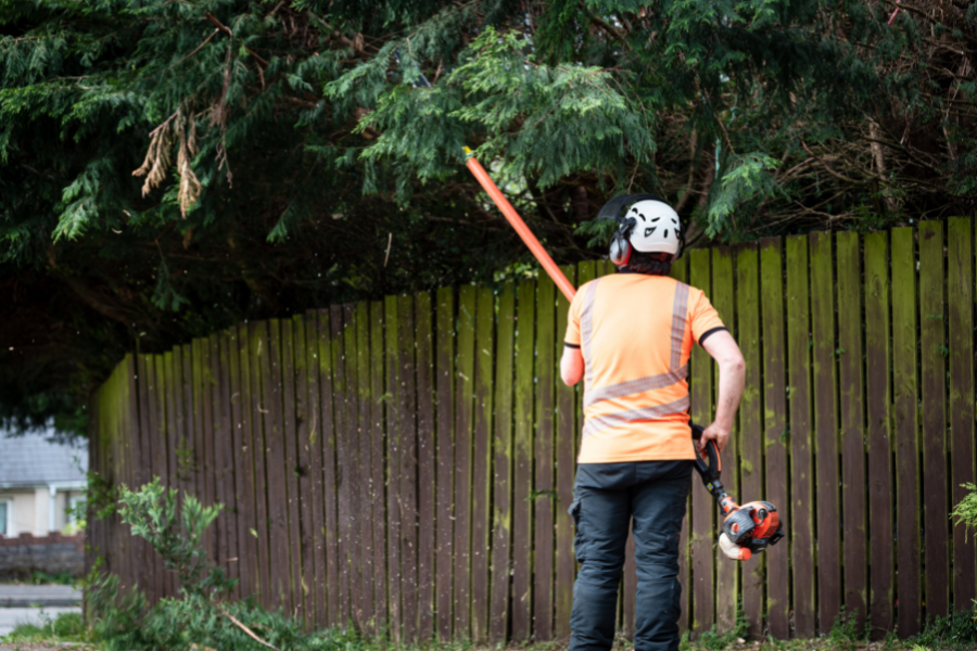 what is the difference between a tree surgeon and an arborist