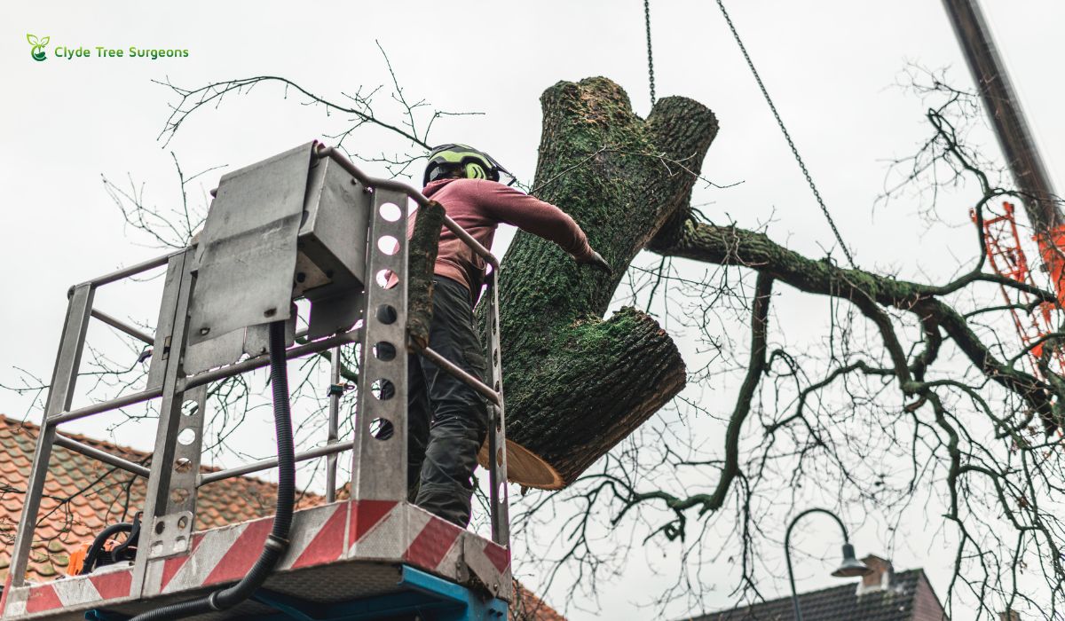 tree surgeons renfrewshire